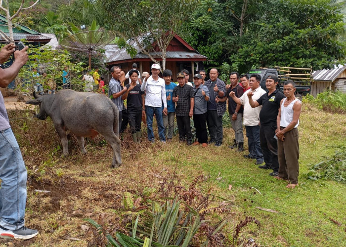 Idul Adha 2025; Bupati Seluma Teddy Rahman Kurban 6 Ekor Kerbau