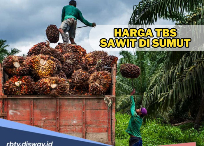 Update Terbaru Harga TBS Sawit di Sumatera Utara Periode 16-22 April 2025, Bandingkan dengan Daerahmu