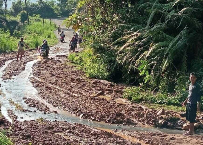 Jalan Menuju Desa Napal Jungur Seluma Tertimbun Material Tanah Longsor, Hati-hati Licin