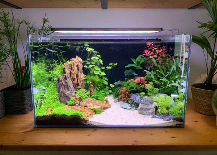 Aquascape, Taman Mini di Dalam Akuarium, Ini Komponen dan Fungsinya