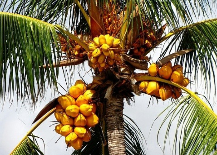 Pernah Dengar Kelapa Kuning? Ini Manfaat Air Kelapa Kuning yang Tidak Semua Orang Tahu