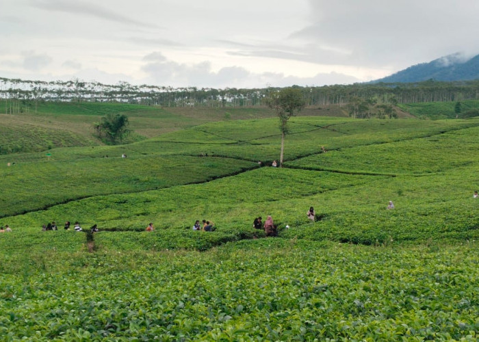 Pesona Kebun Teh Kabawetan Kepahiang di Mata Wisatawan Tahun Baru