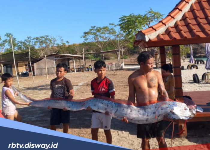 Oarfish Muncul di Pantai Pink 3 Lombok, Ini Mitos Ikan Oarfish yang Beredar