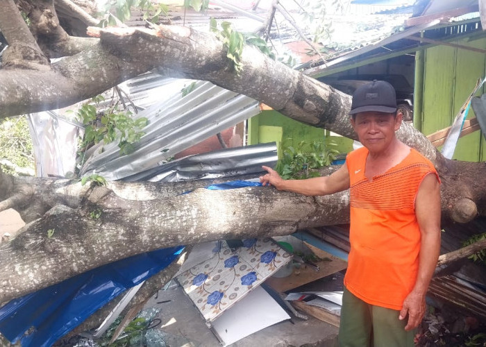 Baru 2 Minggu Jualan, Warung Mie Ayam di Sawah Lebar Ditimpa Pohon Tumbang 