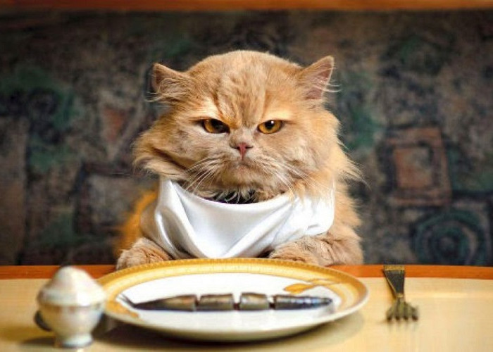 Mana yang Bagus, Beri Makanan Kering atau Basah untuk Kucing Kesayanganmu?