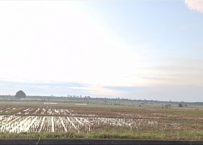 Antisipasi Kekeringan, Dinas Pertanian Mukomuko Petakan Lahan Rawan dan Minta Petani Hemat Air