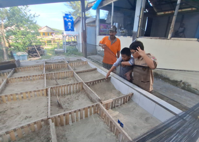 Bisa Dilihat Sekarang, Ada Puluhan Anak Penyu Jenis Lekang dan Sisik di Pekik Nyaring Bengkulu Tengah