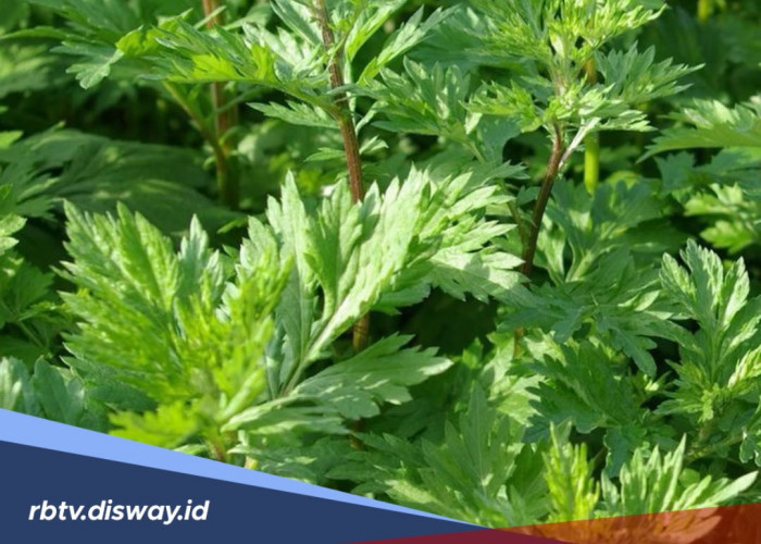 Cara Alami Menjadi Cantik dengan Daun Kenikir, Begini Cara Mengolahnya