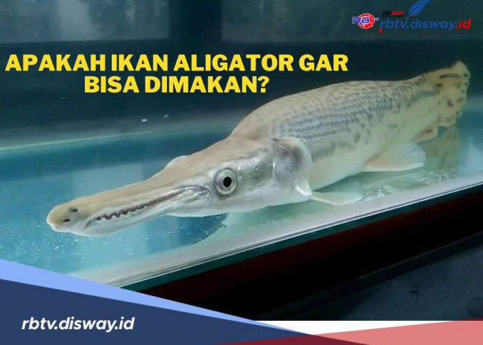 Apakah Ikan Aligator Gar Bisa Dimakan? Begini Penjelasannya