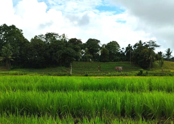 Sejak Tahun 2022 Produksi Padi di Bengkulu Tengah Menurun, Bagaimana Upaya Dinas Pertanian