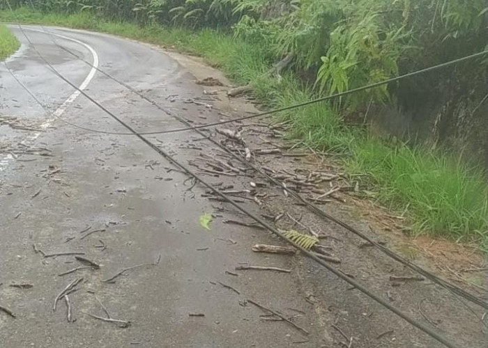 Jaringan Listrik PLN di Sejumlah Wilayah Bengkulu Utara Sempat Lumpuh Akibat Tertimpa Pohon