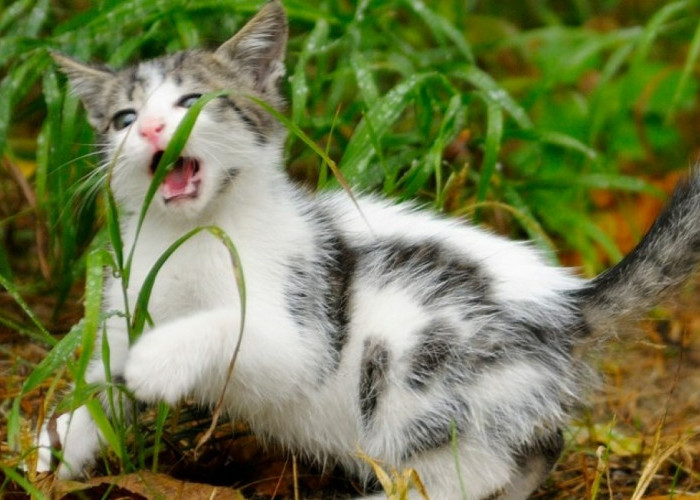 Pernah Lihat Kucing Makan Rumput, Ternyata Oh Ternyata Karena Alasannya Ini