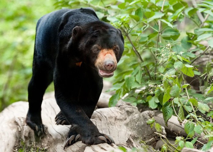 Lagi Nyadap Karet, Warga Lubuk Sandi Diserang Beruang Madu