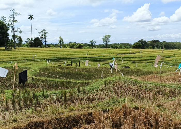 Musim Panen Pertama 2025 Tidak Serentak, Produksi Gabah Petani Menurun Akibat Diserang Hama