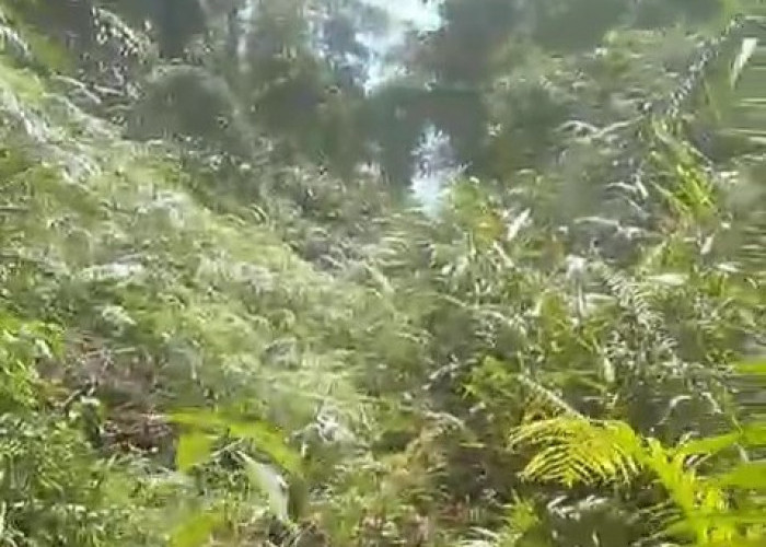 Akses Jalan Dusun Batu Ampar Desa Talang Beringin Seluma Utara Tertutup Rimba