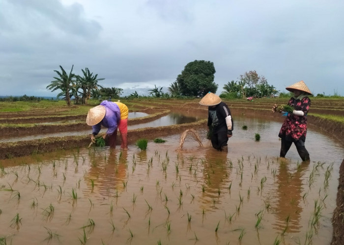 Segini Jatah Pupuk Subsidi di Bengkulu Utara Tahun 2025, Masih Kurang dari Kebutuhan