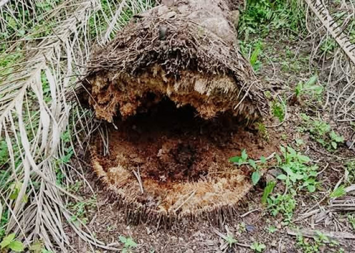 Jamur Ganoderma Sebabkan Ancaman Serius Perkebunan Sawit, Ini Cara Mengendalikannya