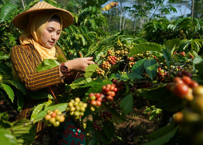 Ini Penyebab Harga Kopi Turun, Kecil Kemungkinan Bisa Kembali Naik