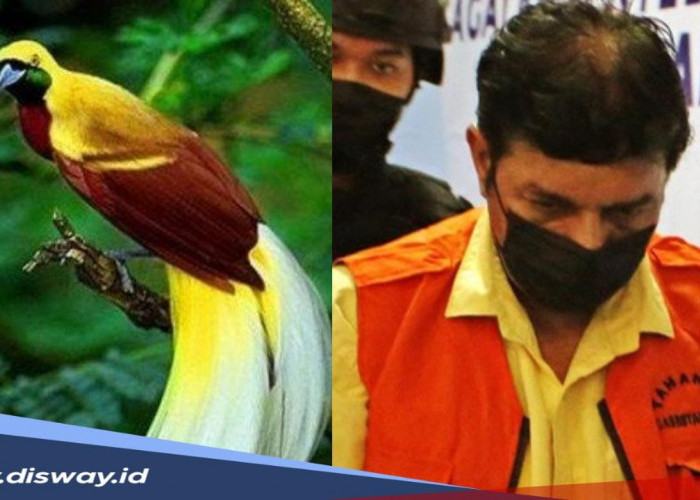 Ini Sosok Aktor Bollywood Raama Mehra yang Berani Selundupkan Burung Cendrawasih dari Indonesia