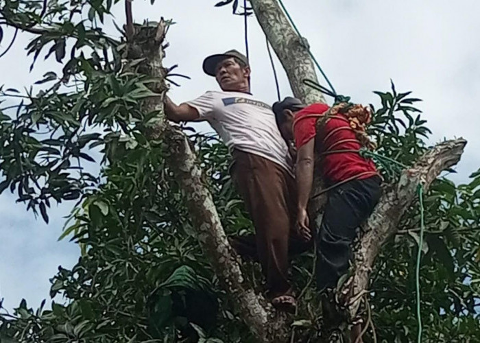 Satu Desa Heboh, Ada Warga Pingsan di Atas Pohon Mangga