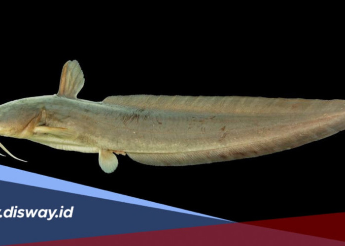 Banyak Mitosnya, Ternyata Ini Fakta tentang Ikan Sembilang