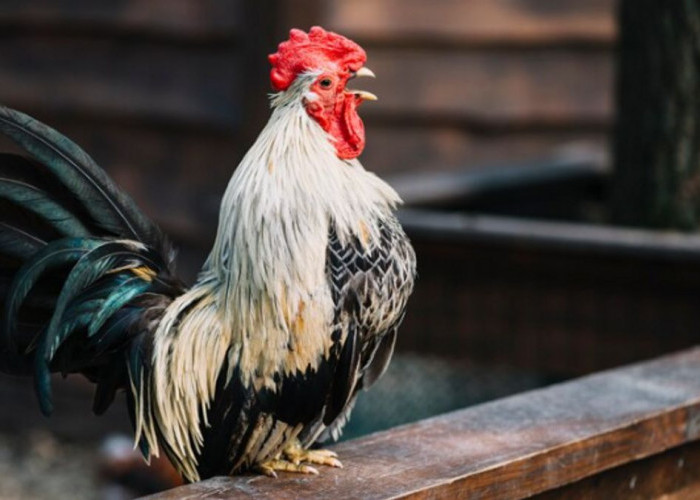 Arti Ayam Berkokok Malam Hari Menurut Primbon Jawa, Ternyata Pertanda Ini