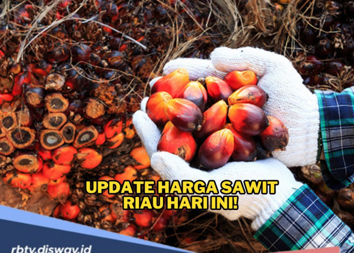 Update Harga Sawit Riau Hari Ini! Turun Lagi, Harga TBS Plasma dan Swadaya Sama-sama Terkoreksi