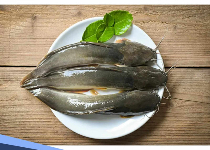 Dibalik Hidangan Kuliner Lezat dan Merakyat, Ini Mitos Ikan Lele Lamongan