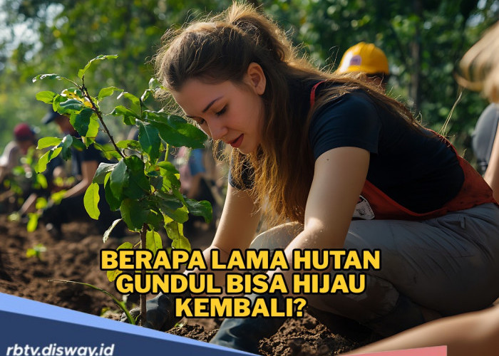 Berapa Lama Hutan Gundul Bisa Hijau Kembali? Ini Penjelasannya, Tak Semudah yang Dibayangkan