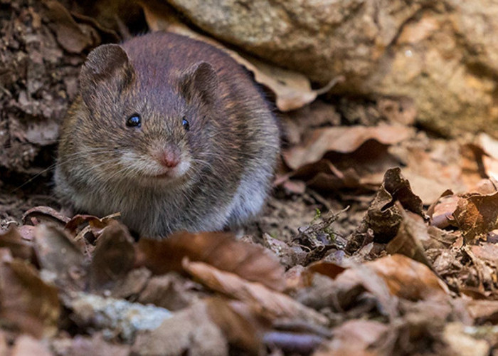 Belum Sempat Beli Racun, Pakai 14 Cara Ini Usir Tikus dari Rumah