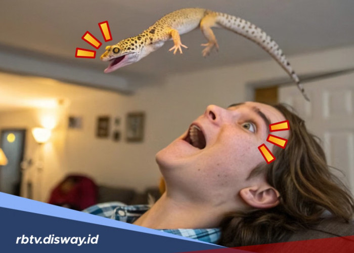 Kejatuhan Cicak di Kepala Bakal Dapat Sial Menurut R Gunasasmita, Mitos atau Fakta