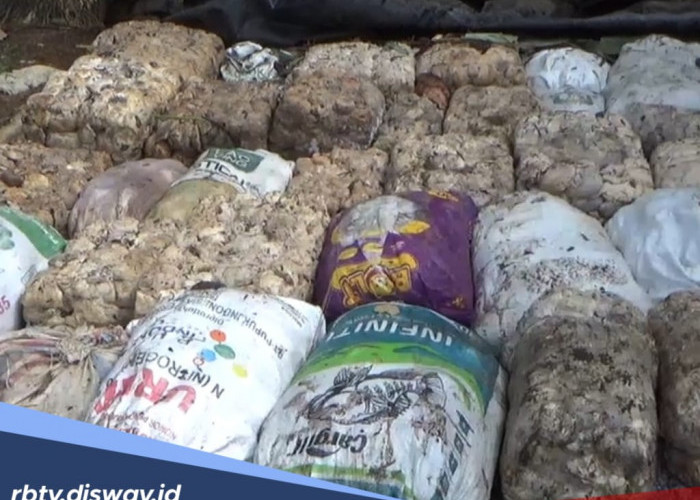 Harga Getah Karet Tak Kunjung Naik, Petani di Bengkulu Utara Lesu