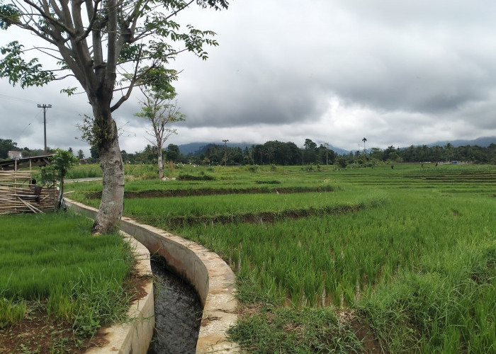 Ramadhan Diperkirakan Masuk Masa Panen Perdana 2025, Petani Khawatir Harga Gabah