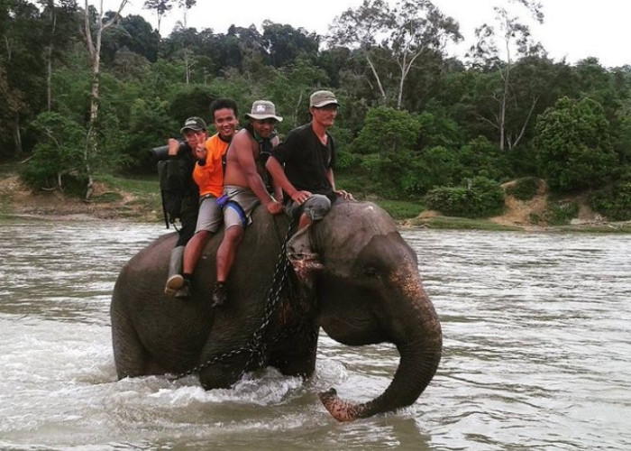 Mitos Air Mani Gajah, Asep: Sangat Berisiko