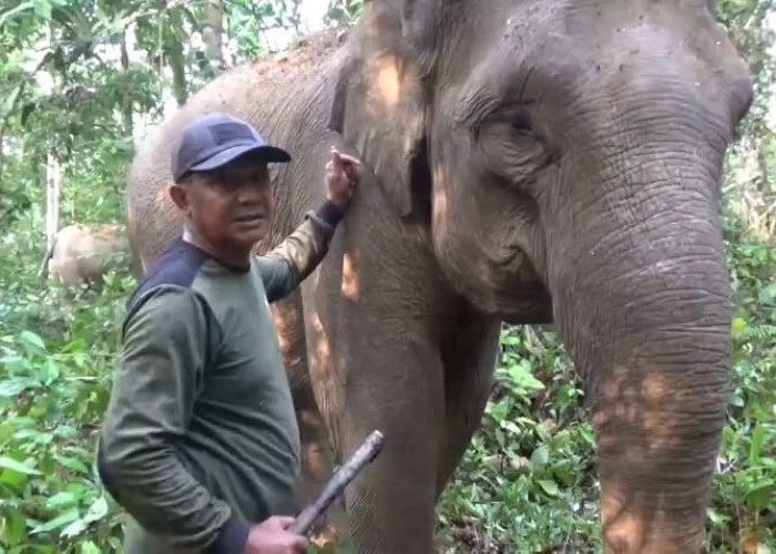 Kisah Kuterdi yang Hampir 30 Tahun Jadi Mahout di Pusat Latihan Gajah Seblat Bengkulu Utara 