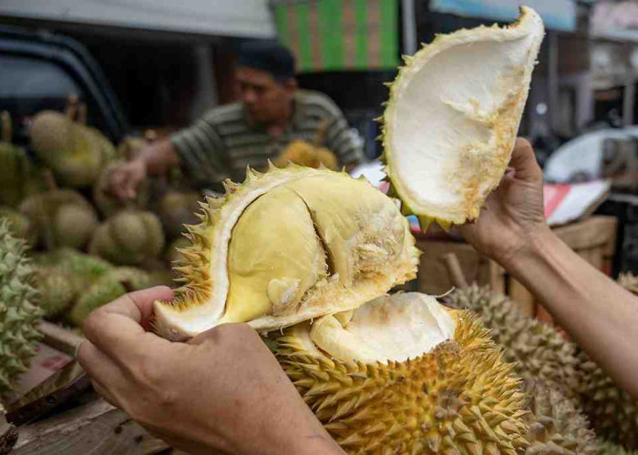 Hanya di Bengkulu Pembeli Durian Pasti Tidak akan Kecewa, Ini Rahasianya