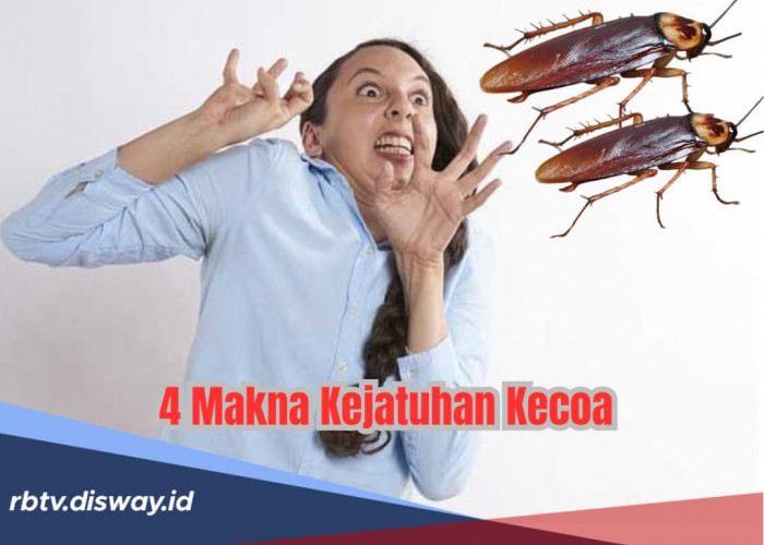 Hati-hati! Kejatuhan Kecoa Bukan hanya Kedatangan Rezeki, Ternyata Ada 4 Sinyal Buruk
