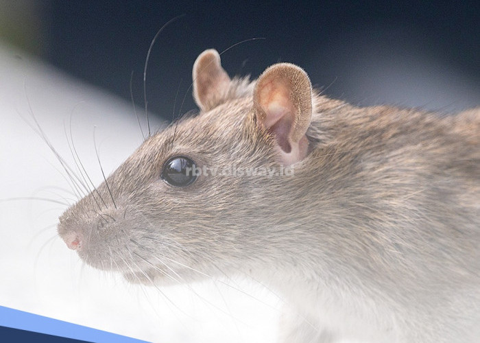 Repot Banyak Tikus di Rumah, Pakai 14 Bahan Ini Tikus Langsung Kabur 