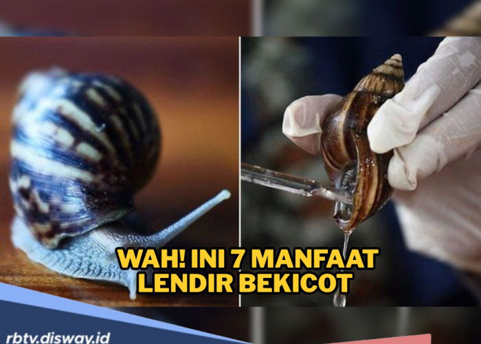 Siapa Sangka, Ternyata Ini 7 Manfaat Lendir Bekicot, Bisa Jadi Bahan Skincare Alami 