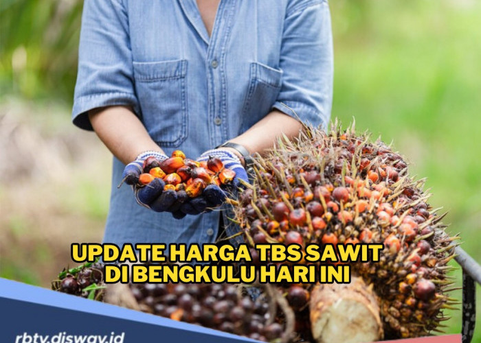 Update Harga TBS Sawit di Bengkulu Hari Ini, Harga Stabi, Petani Diminta Waspada Harga di Lapangan