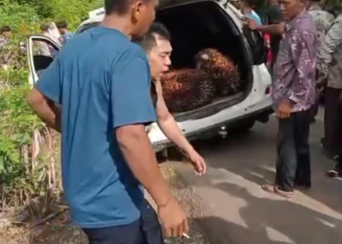 Maling Sawit di Batik Nau di Massa, Pelaku Babak Belur