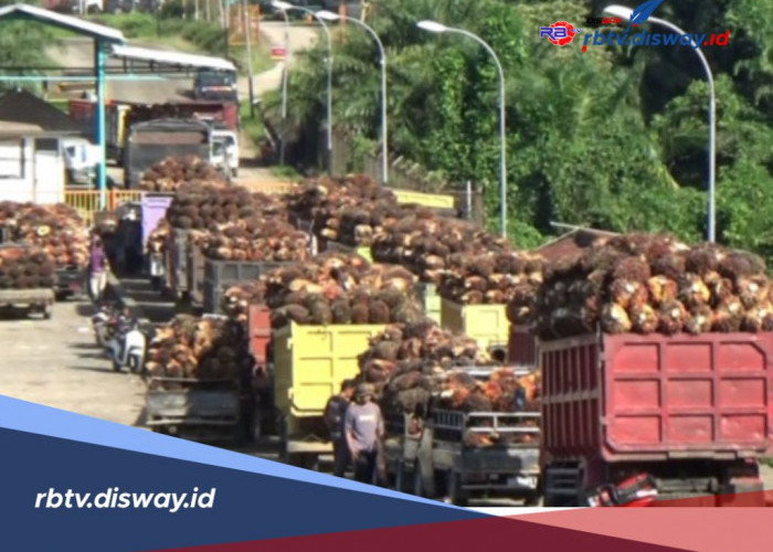 Jelang Idul Fitri, 11 Pabrik Kelapa Sawit di Mukomuko Berhenti Beroperasi, Ini Jadwal Tutup dan Buka Kembali 