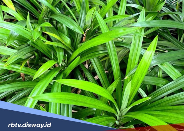 Manfaat Daun Pandan untuk Kecantikan dan Cara Mengolahnya