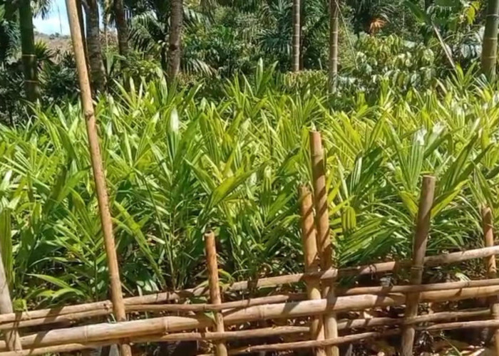 80 Ribu Bibit Sawit Gratis Program Bupati Kaur, Sebelum Akhir Tahun Tuntas Didistribusikan ke Masyarakat