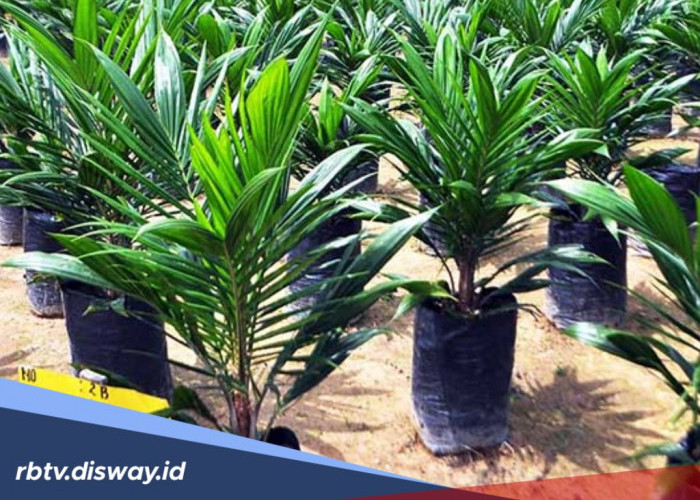 Mau Buah Sawit Besar dan Lebat, Begini Rahasia saat Menanam Bibitnya Menurut Ahli