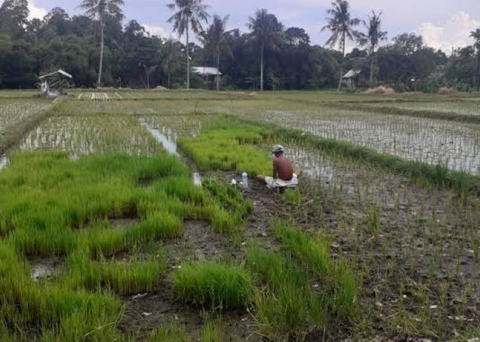 La Nina Oktober 2024 Maret 2025, Berikut Prakiraan Musim Hujan 20242025