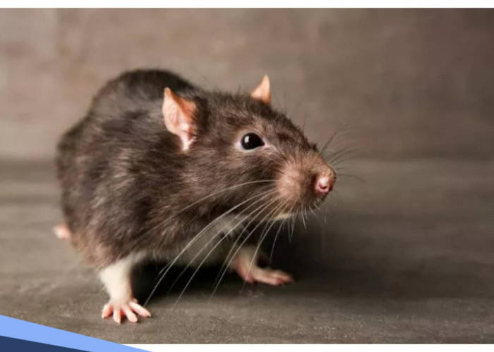 Jika di Rumah Banyak Tikus, Akankah Membawa Sial atau Kebetulan? Ini Mitos yang Masih Dipercaya