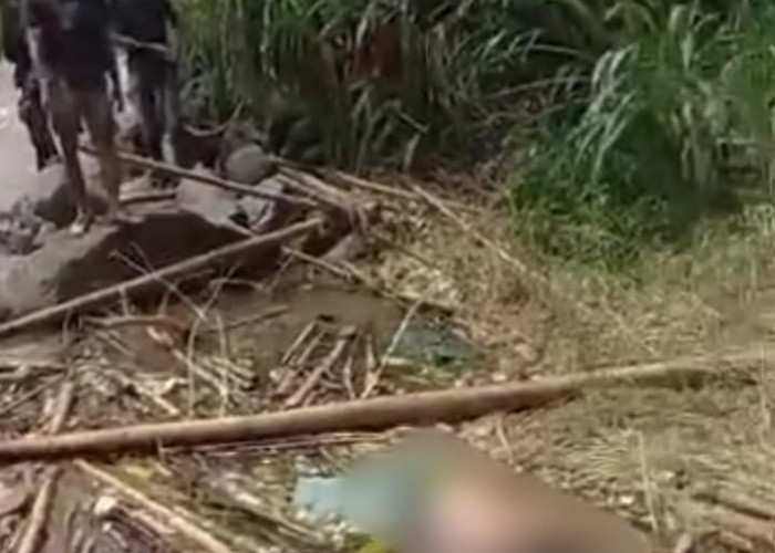 Penemuan Mayat di Aliran Sungai Musi Kepahkang, Diduga Seorang Wanita