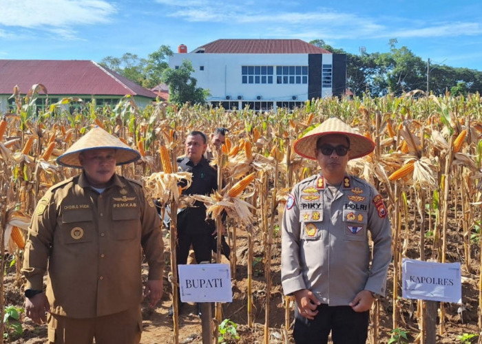 Program Ketahanan Pangan Nasional, Bupati dan Kapolres Mukomuko Panen Raya Jagung