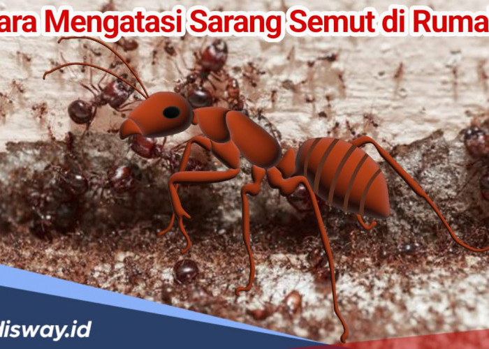 Sikecil Mematikan! Begini Cara Mengatasi Semut yang Bersarang Dirumah, Mudah dan Aman 